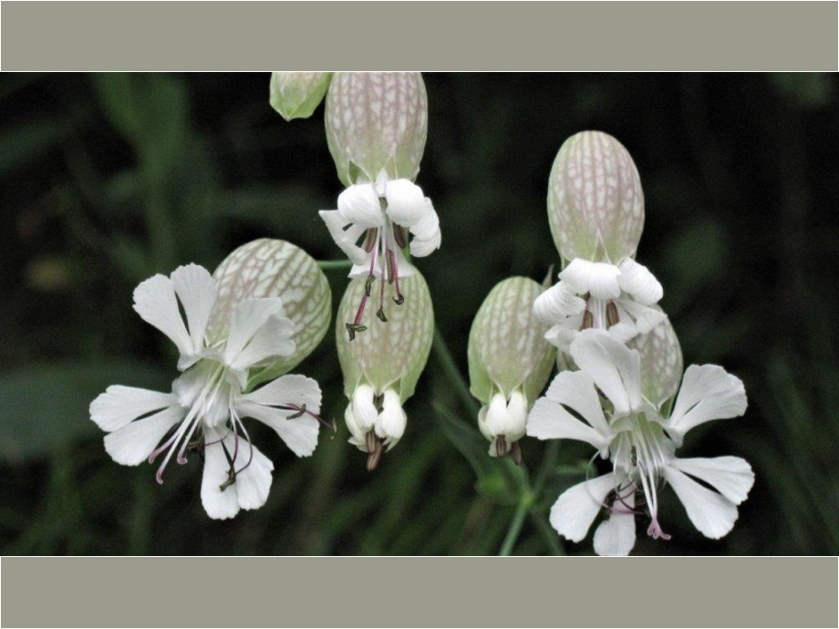 Tintenfischblume