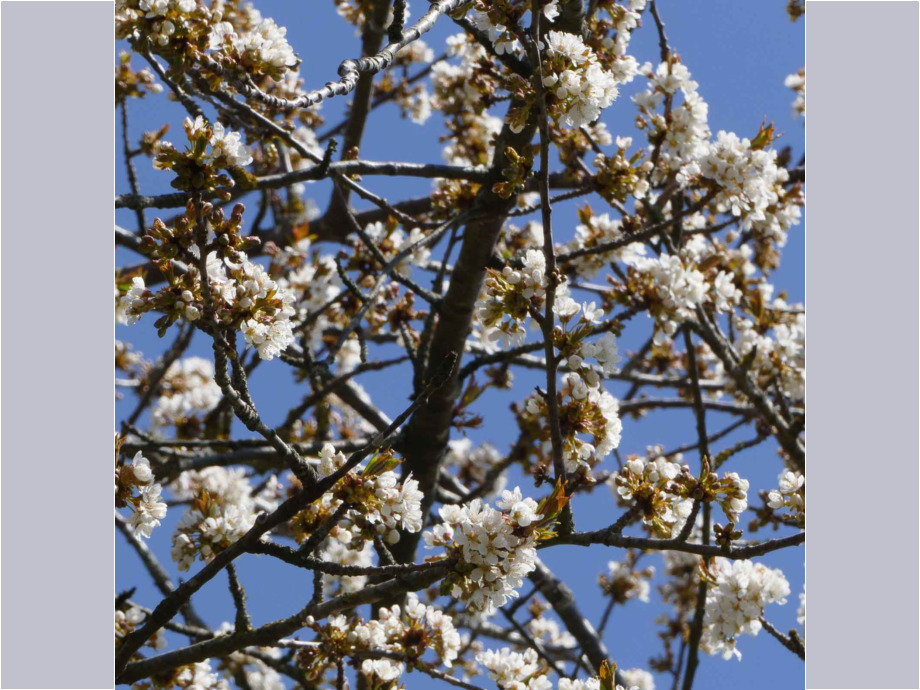 Kirschblueten