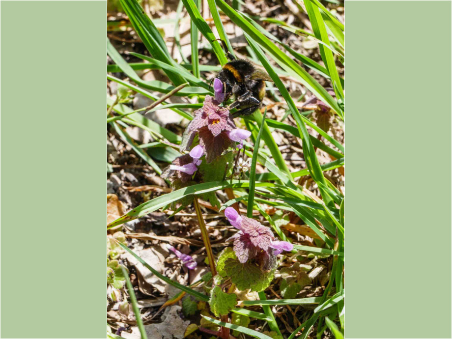 Taubnessel mit Hummel