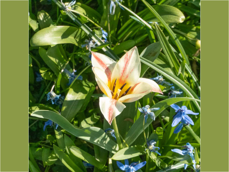 Tulpe - umringt von Blausternen