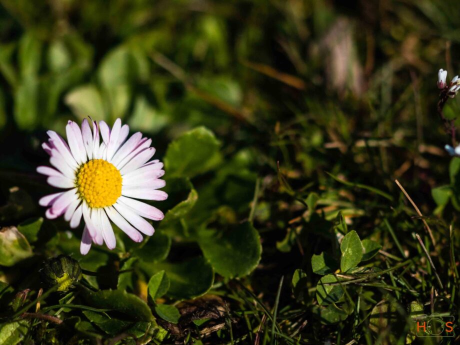 Kleine Sonne