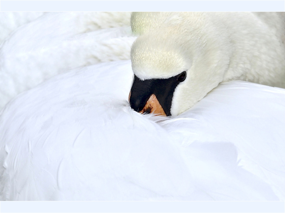 Schwan