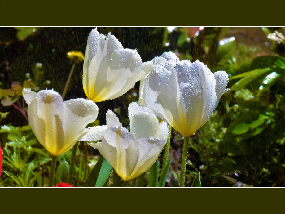 Tulpen unter der Gießkanne