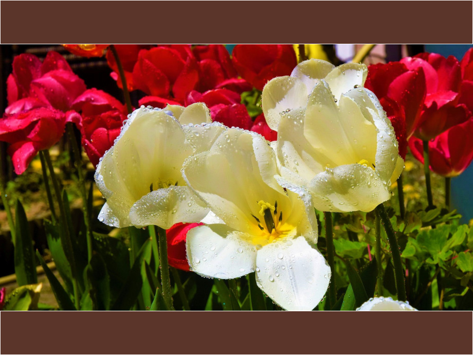 Tulpen unter der Gießkanne