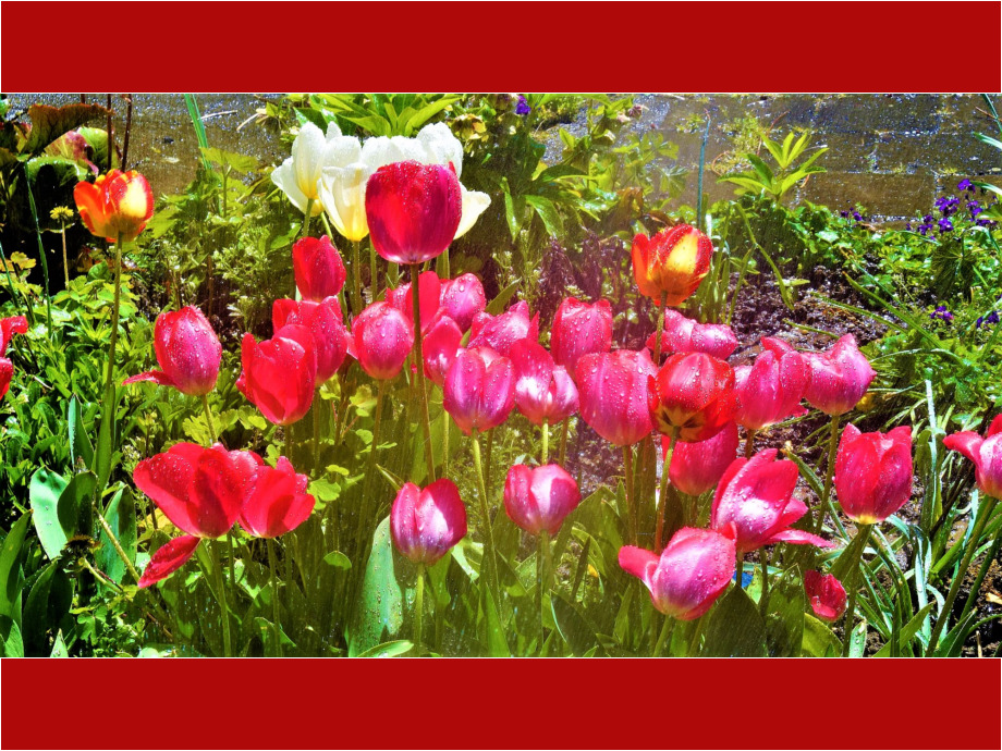 Tulpen unter der Gießkanne