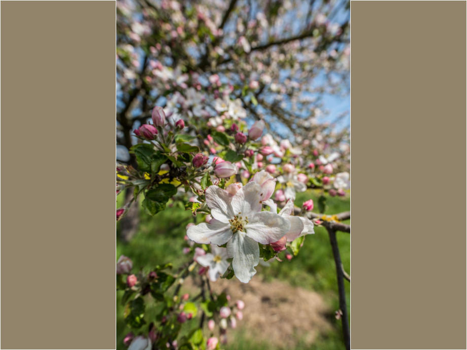 Apfelblüte