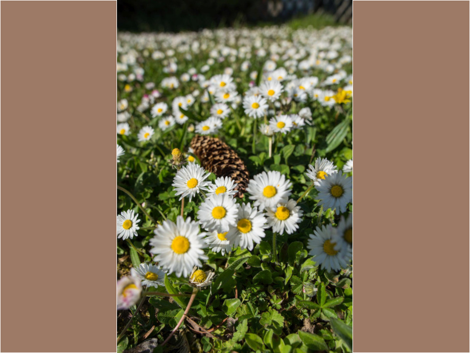 Gänseblümchen