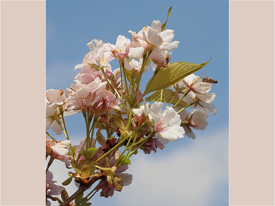 Bienenfutter