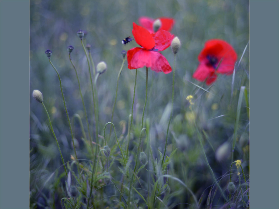 Mohnblüte