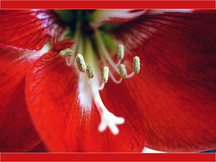 Amaryllis