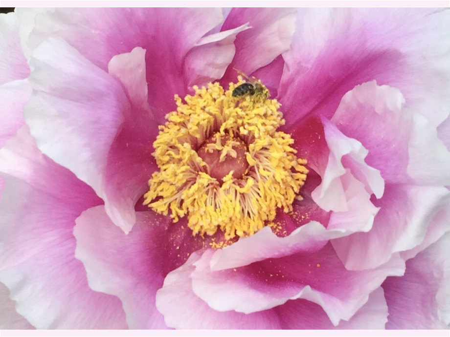 Biene in der Blüte