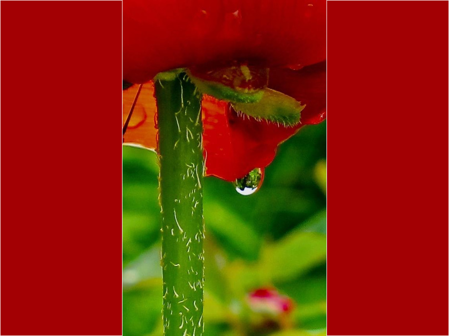 Tropfen an Mohnblüte