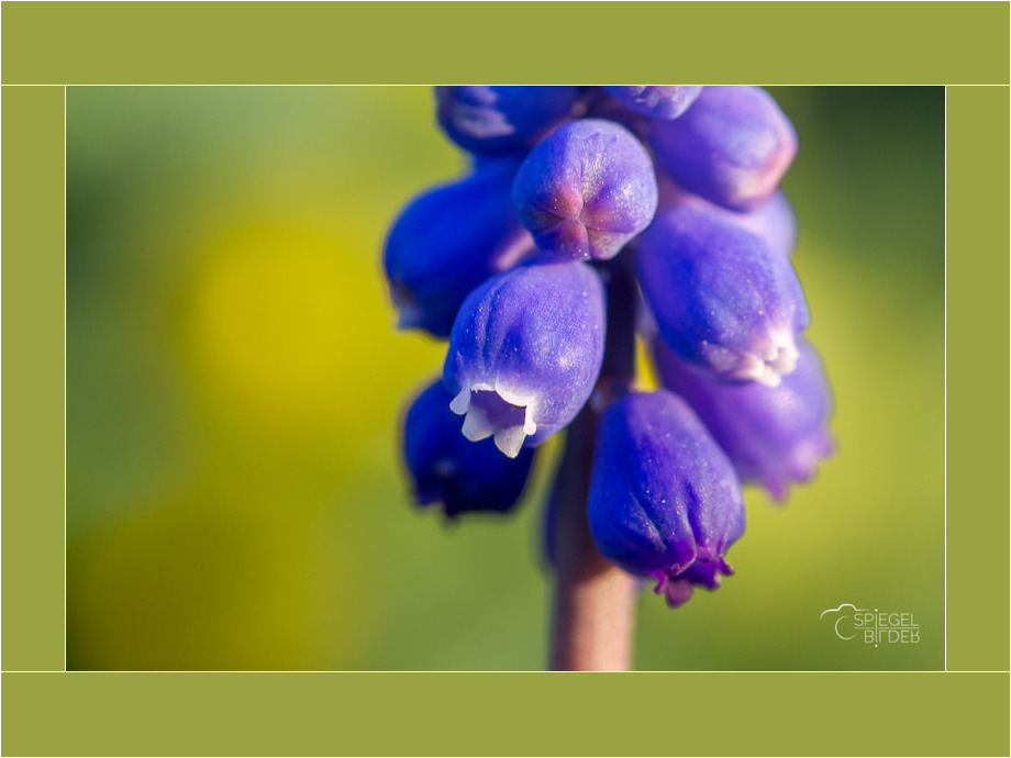 Blauer Frühlingsbote