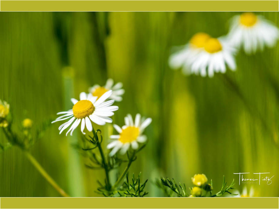 Es blüht auf dem Feld