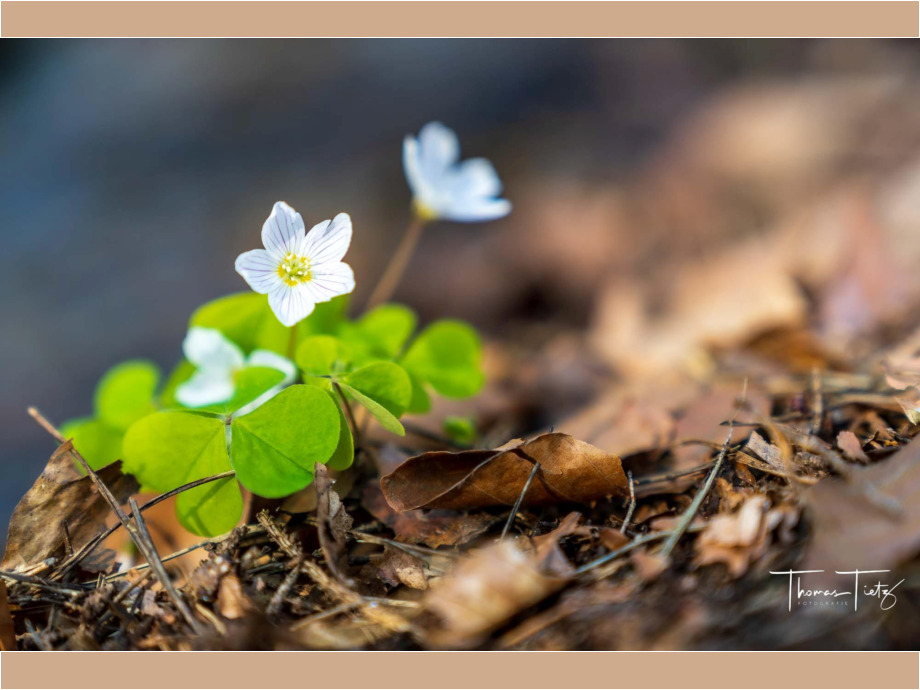 Neulich im Wald