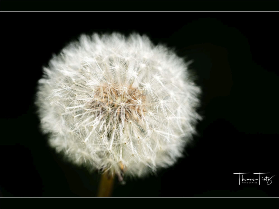 Pusteblume auf dem Feld
