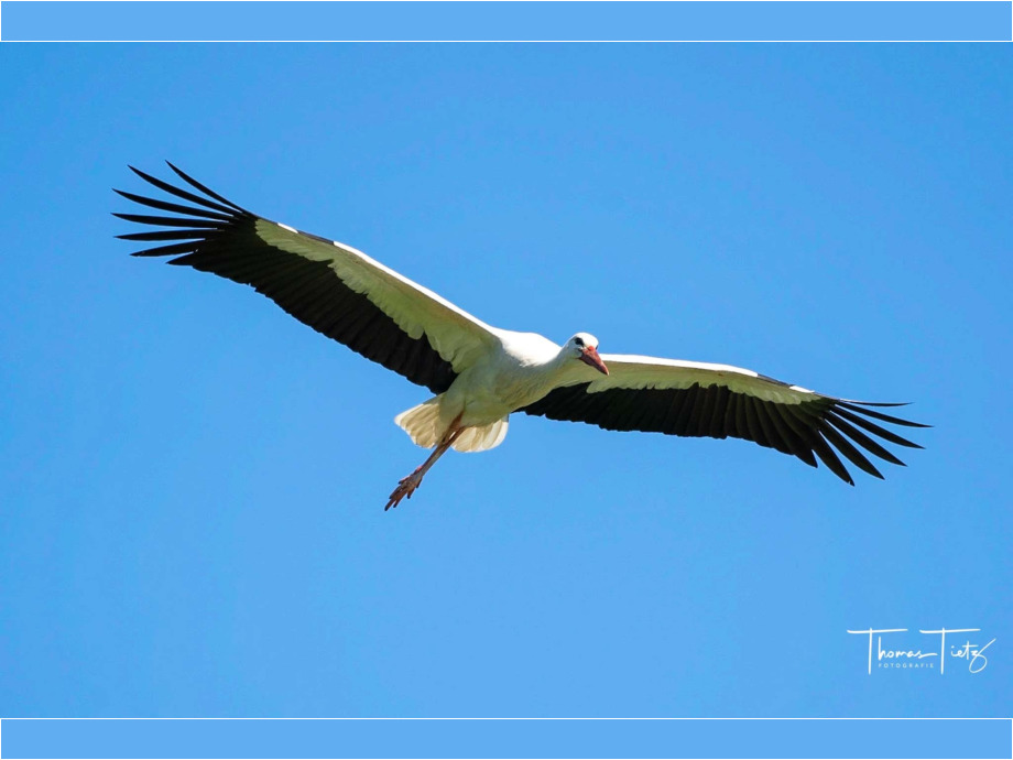 Storch
