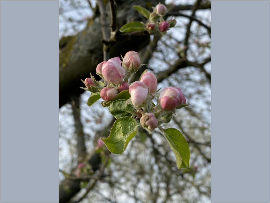 Streuobstwiese