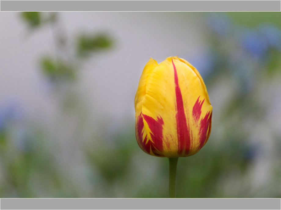Blüte