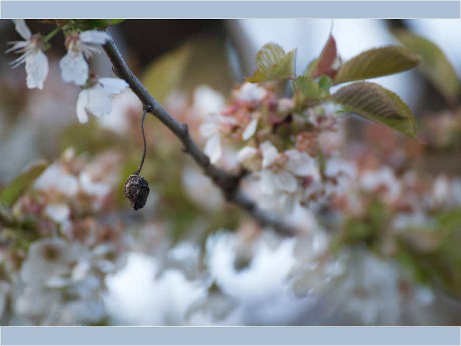 Blüte