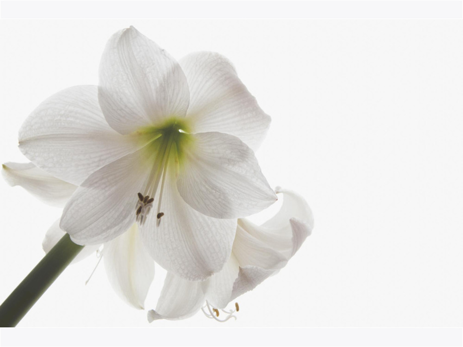 Amarilis