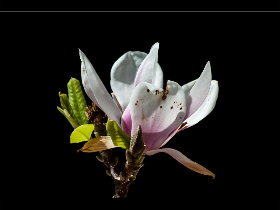 Magnolie