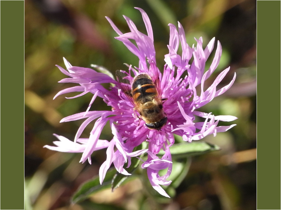 Kornblume und Biene Kornblume und Biene