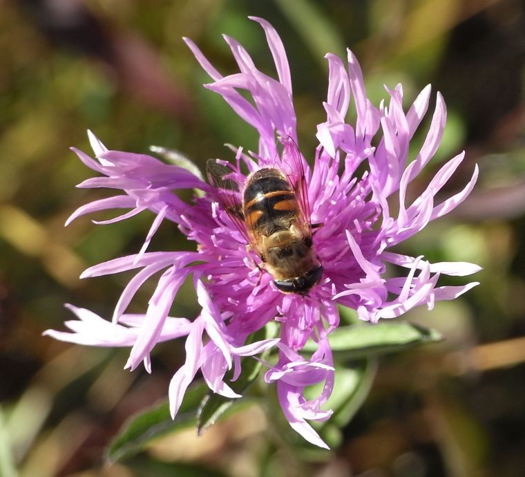 Kornblume und Biene