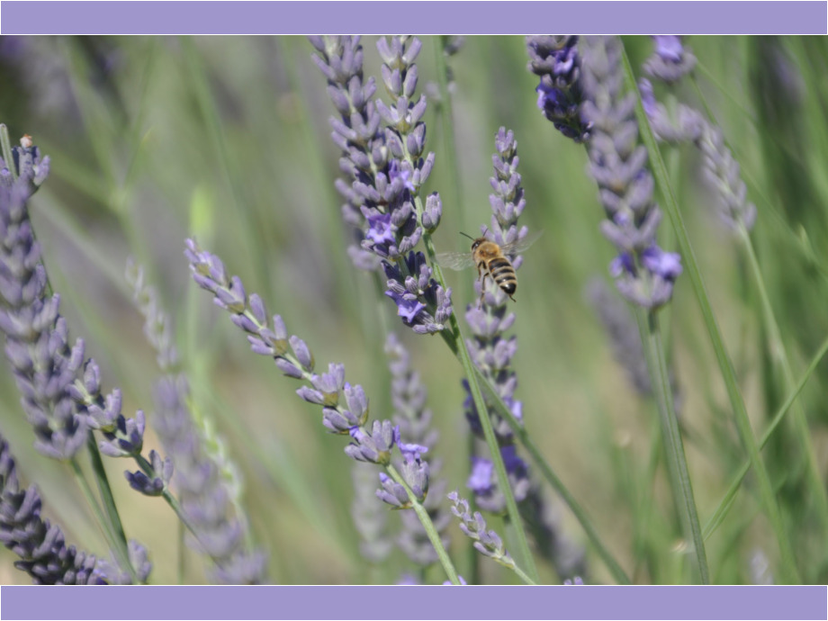 Das gibt leckeren Lavendelhonig Das gibt leckeren Lavendelhonig