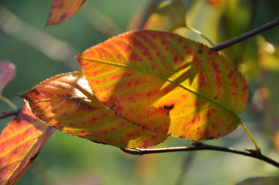 Herbstfarben