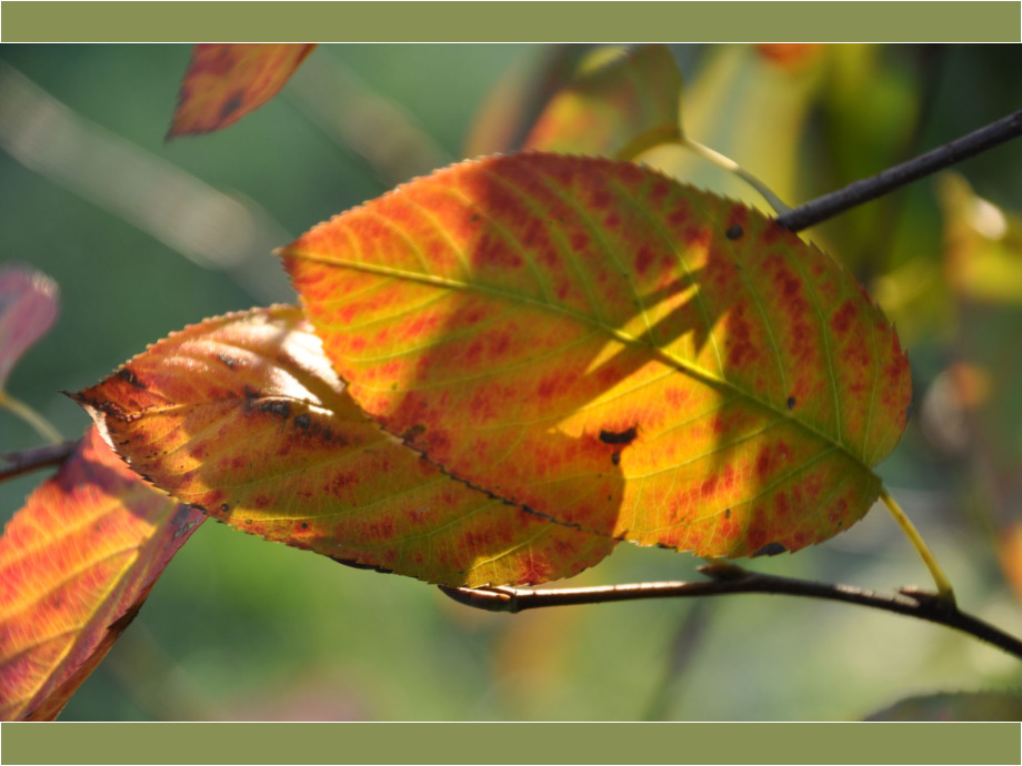 Herbstfarben Herbstfarben