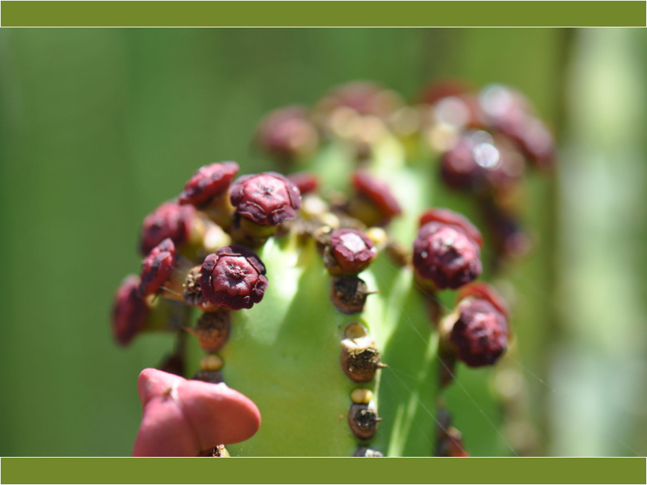 Auf Teneriffa Auf Teneriffa