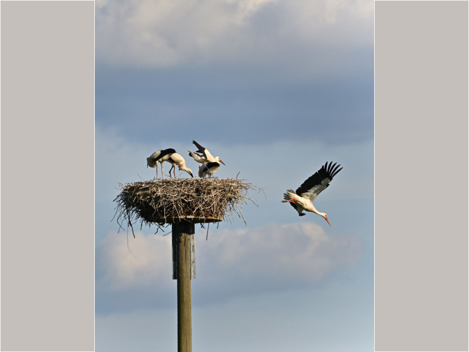 Storchflug