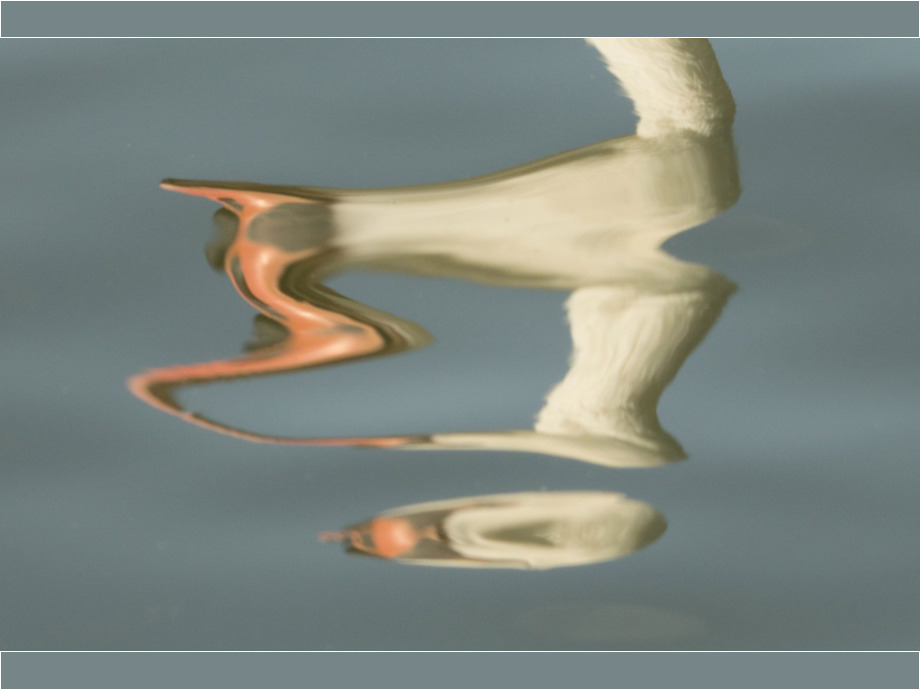Das Wasser spielt mit dem Schwan