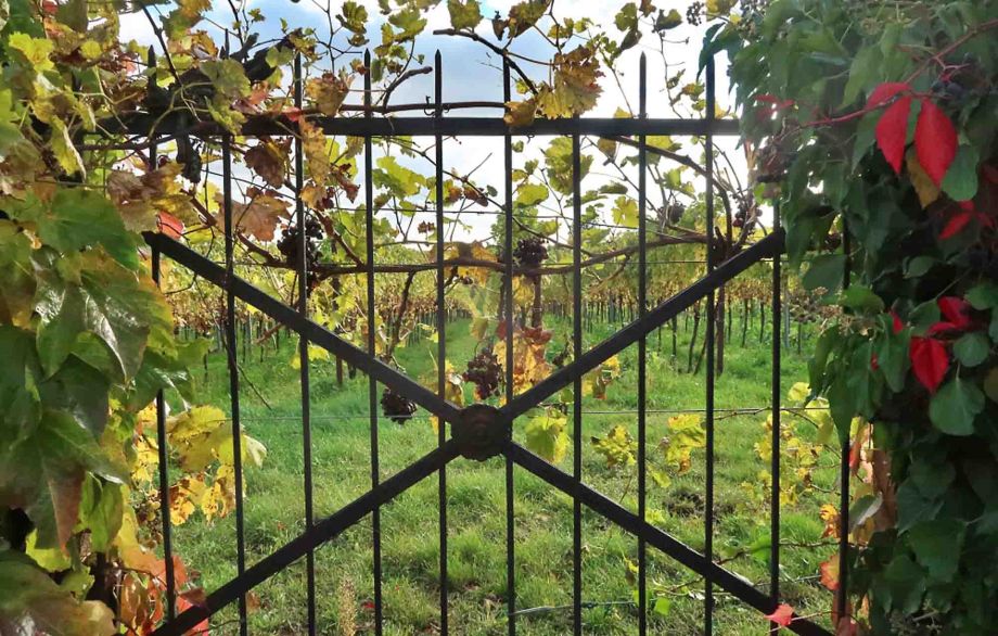 Die Weinfelder reichen bis an die Hausgärten von Rhodt Die Weinfelder reichen bis an die Hausgärten von Rhodt