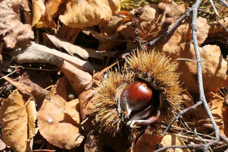 Wer an die Kastanie will, darf sich vor den Stacheln nicht fürchten Wer an die Kastanie will, darf sich vor den Stacheln nicht fürchten
