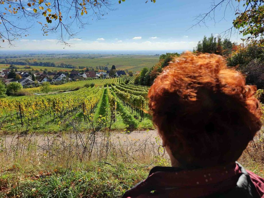 Blick vom Mandelpfad in das Rheintal Blick vom Mandelpfad in das Rheintal