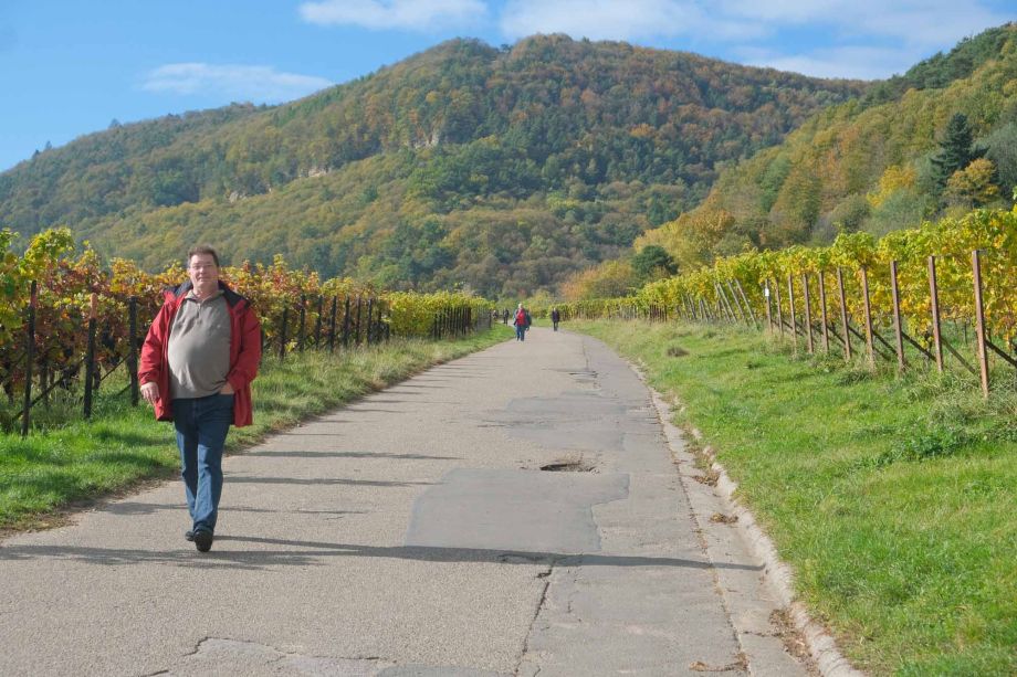 Wanderung durch die Weinfelder von Gleisweiler Wanderung durch die Weinfelder von Gleisweiler