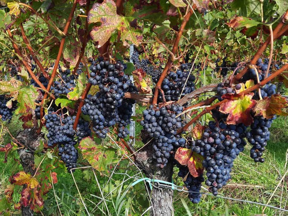 pralle Trauben hängen noch am Weinstock pralle Trauben hängen noch am Weinstock