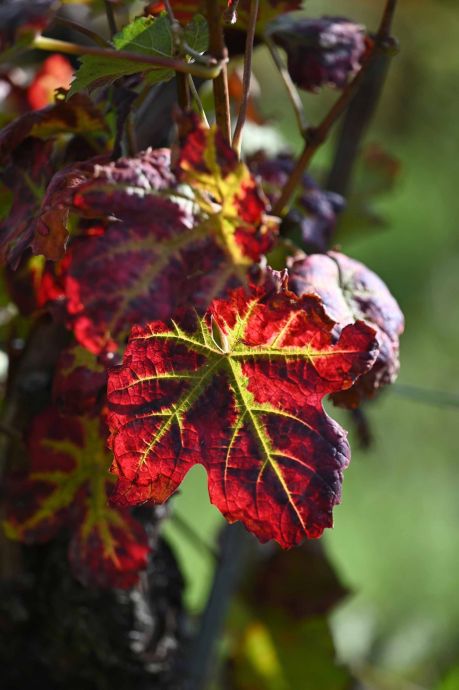 herbstliches Weinblatt herbstliches Weinblatt
