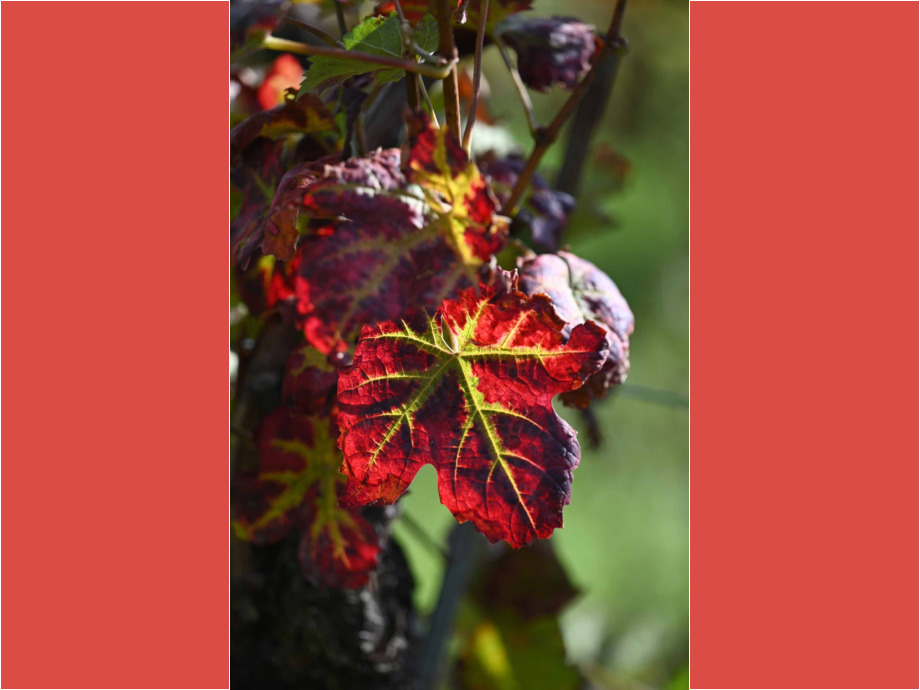 herbstliches Weinblatt herbstliches Weinblatt