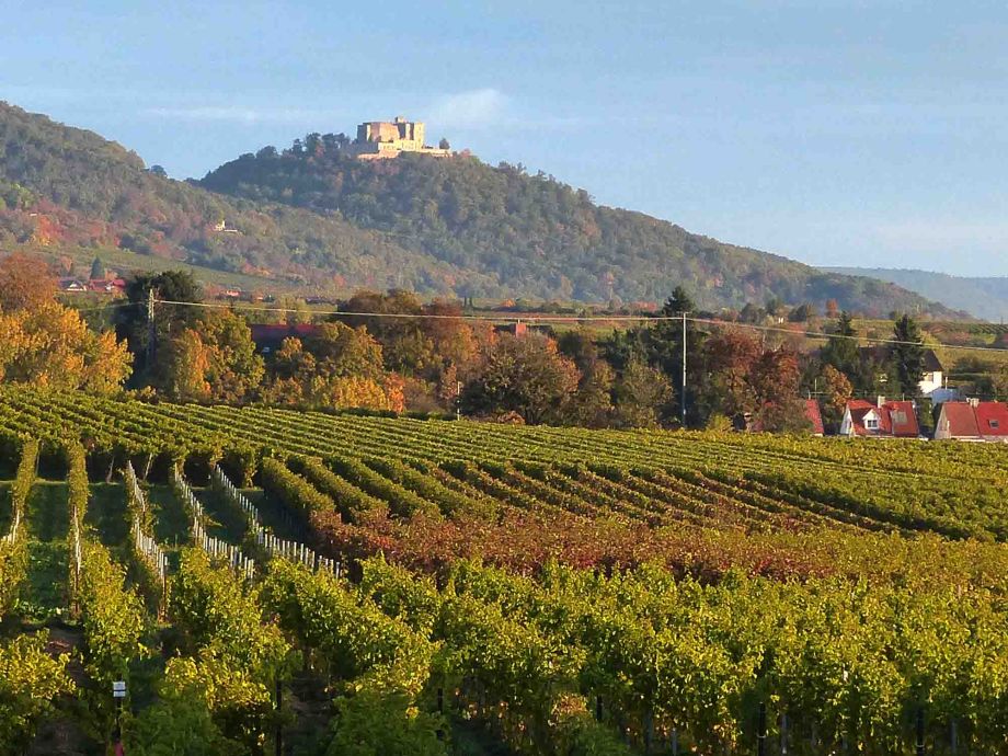 das Hambacher Schloss strahlt im Licht der frühen Morgensonne das Hambacher Schloss strahlt im Licht der frühen Morgensonne