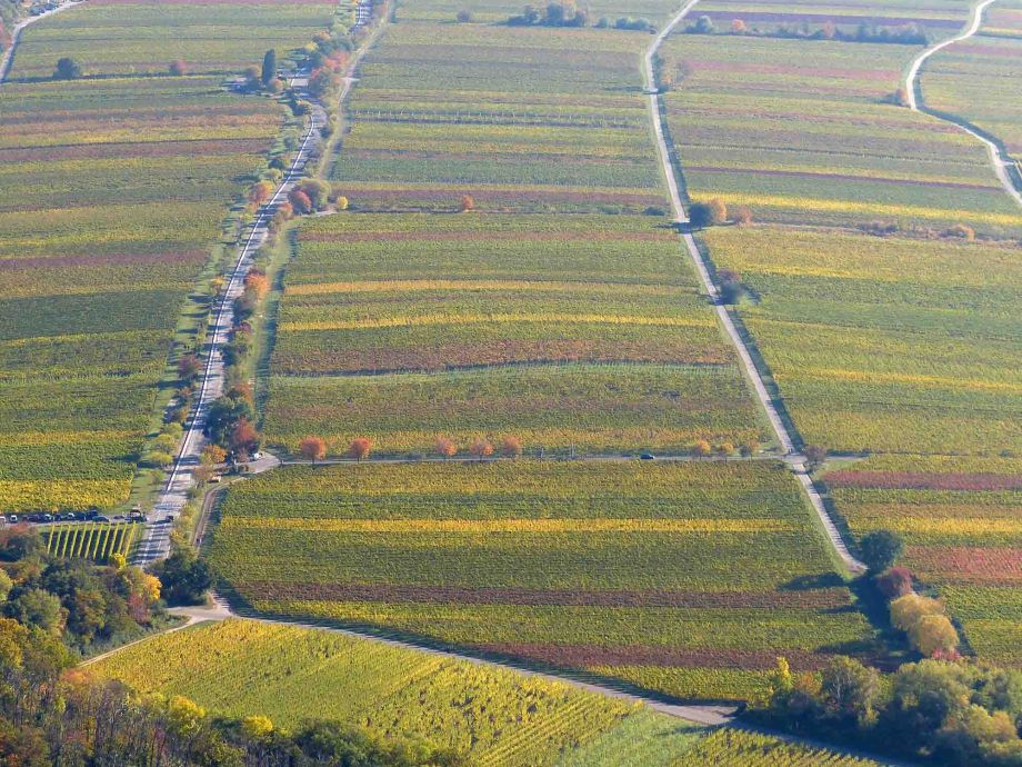 die Farben des Herbstes - Weinfelder unterhalb der Rietburg die Farben des Herbstes - Weinfelder unterhalb der Rietburg