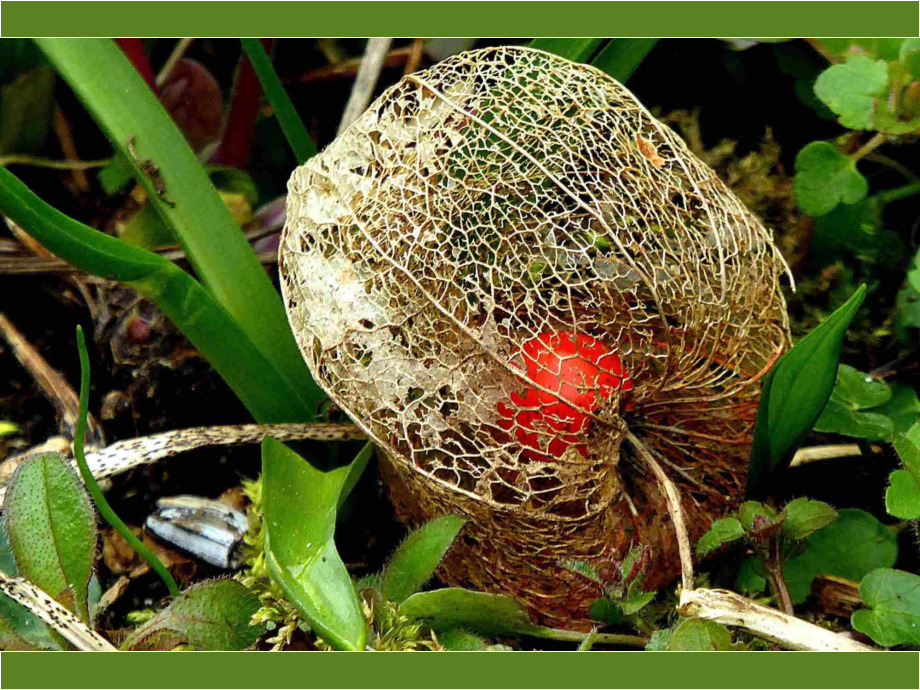 Lampionblume im Herbstkleid