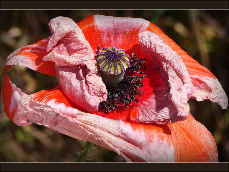 Verwelkende Mohnblüte