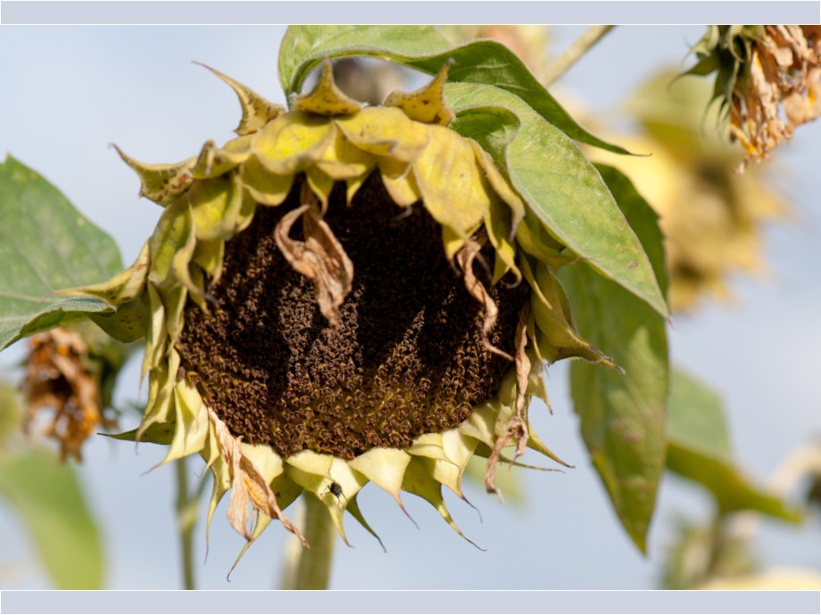 Sonnenblume