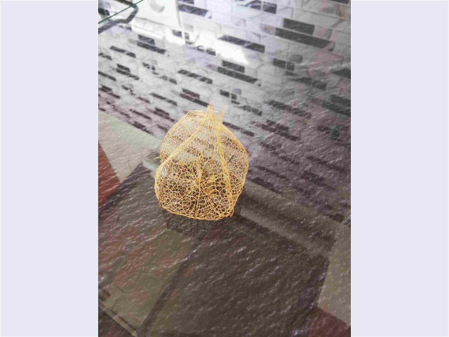 Lampionblume