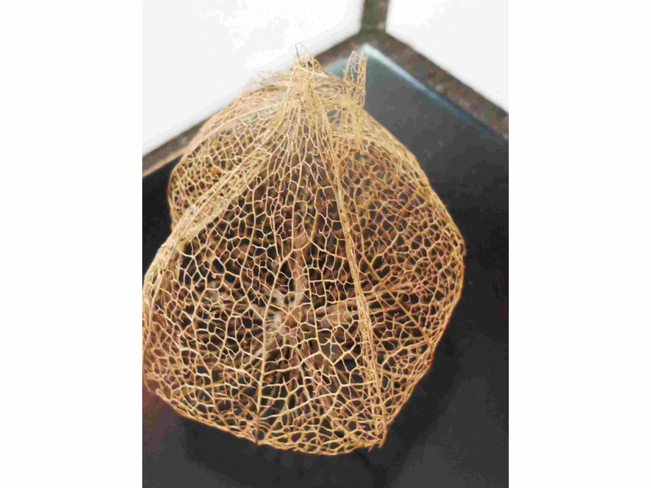 Lampionblume