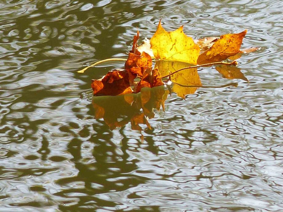 Blätter im Wasser