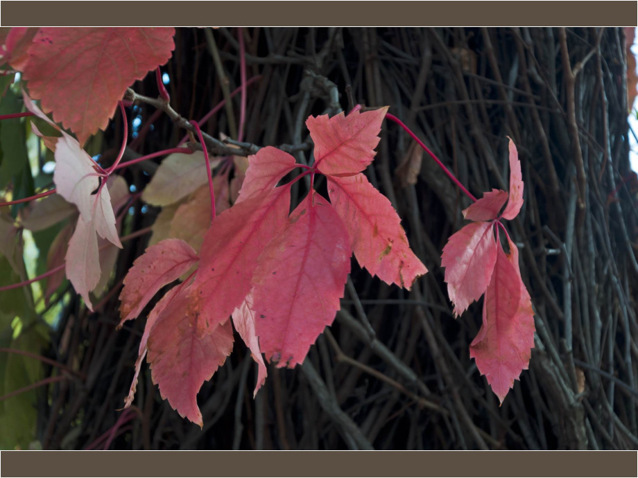 Roter Wein